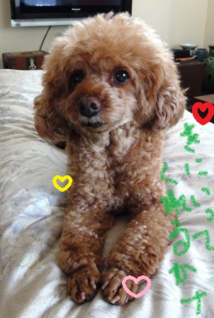 20111115no5.jpg